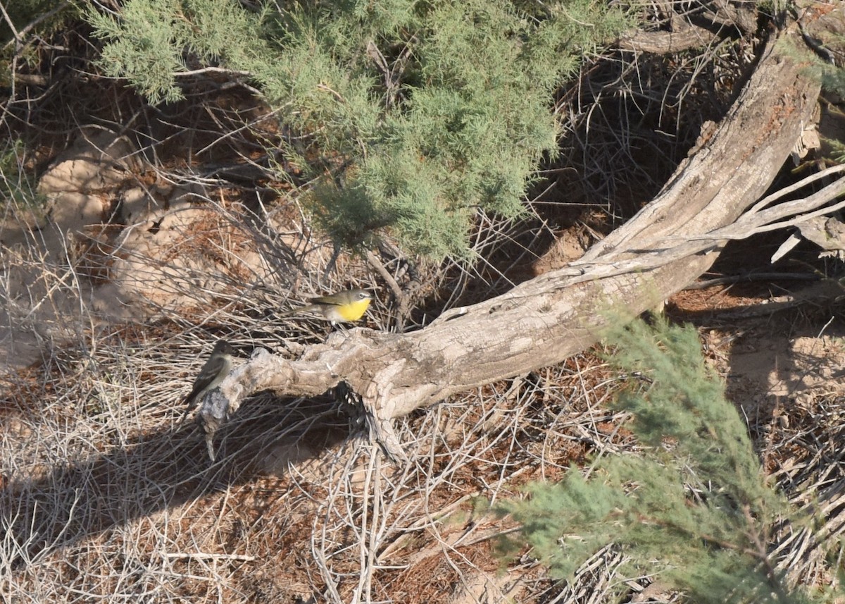 lesníček žlutoprsý - ML619201245