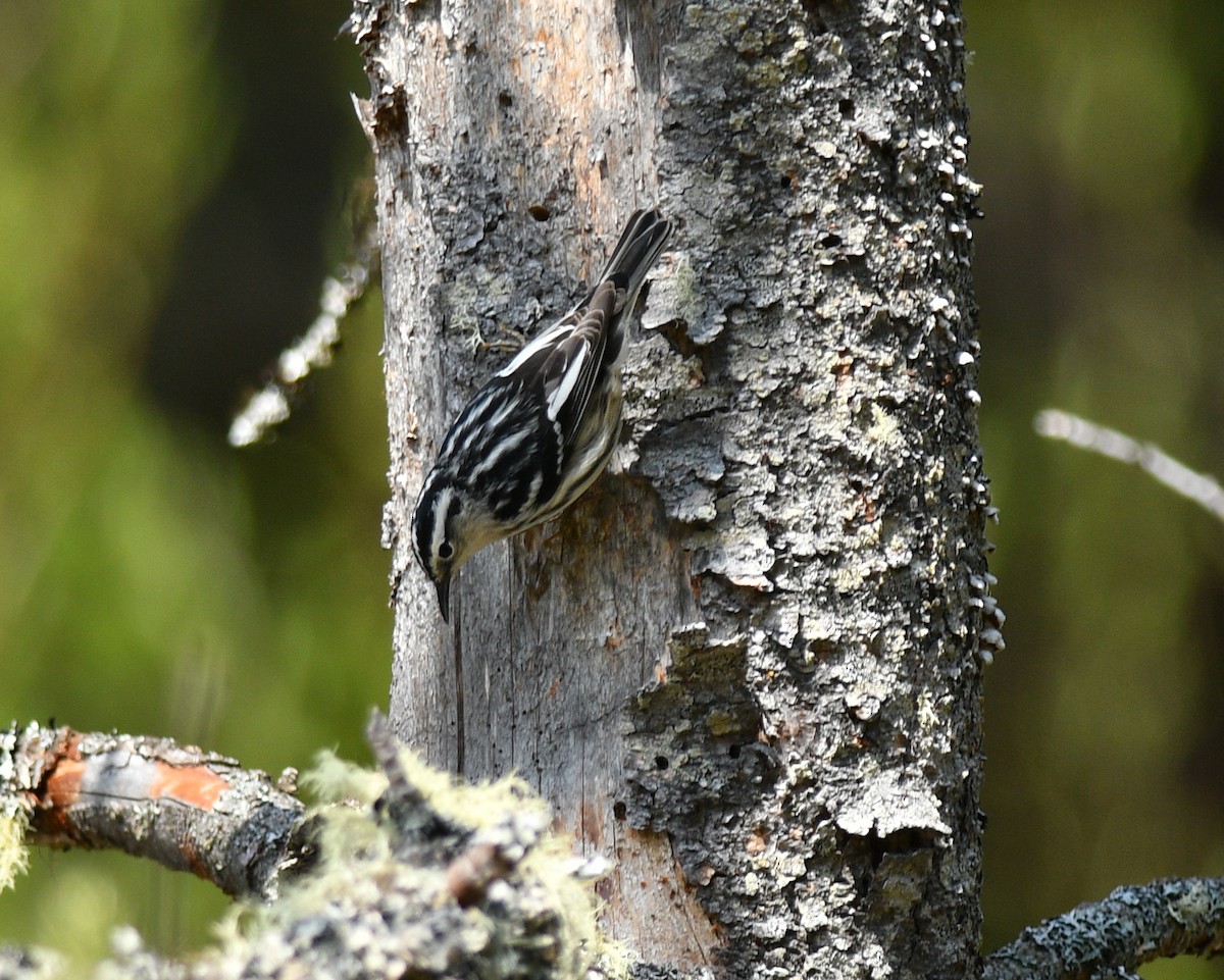 Black-and-white Warbler - ML619201259