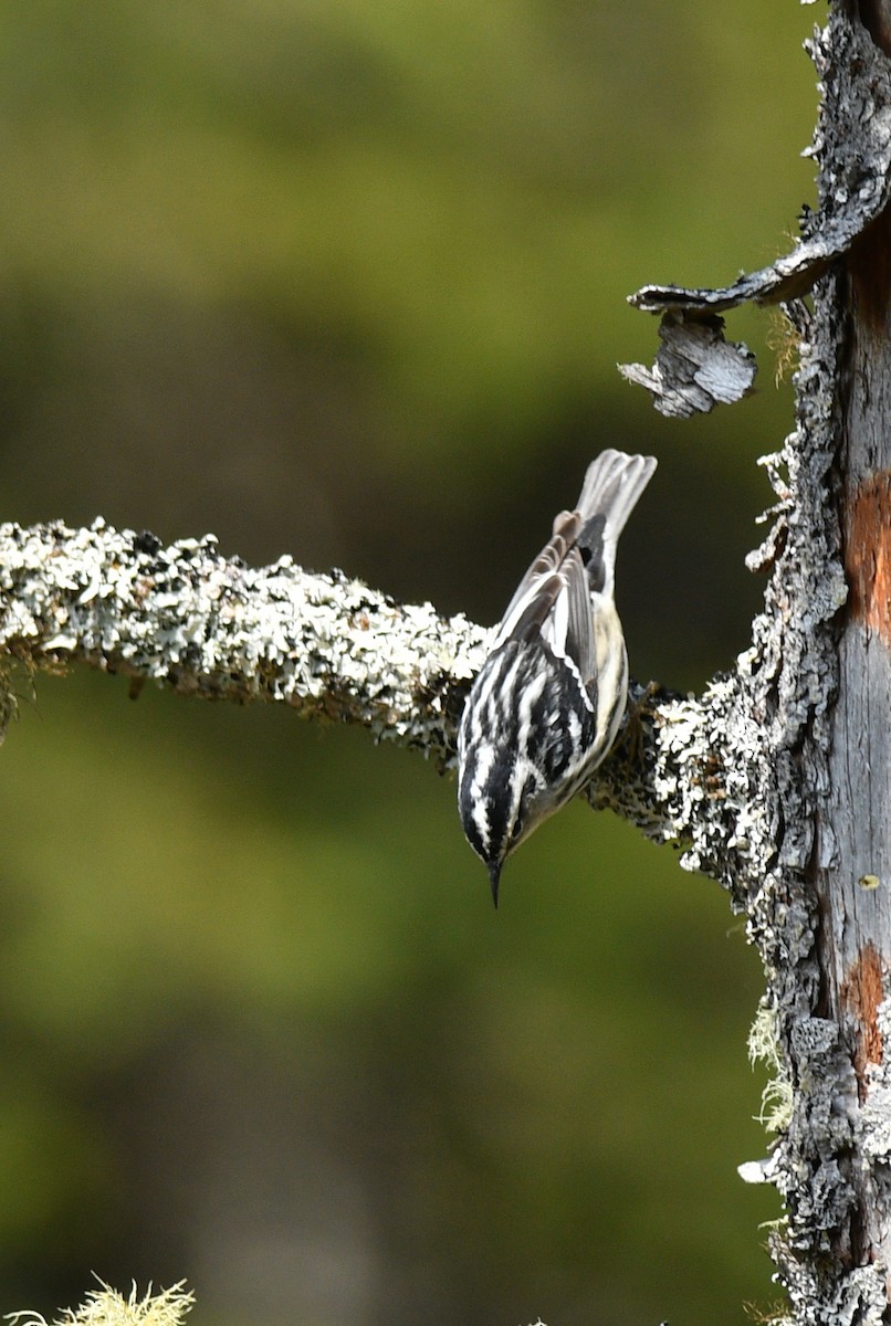 Black-and-white Warbler - ML619201260