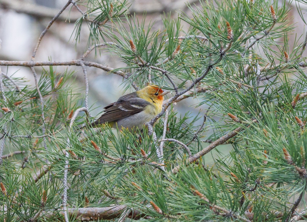 Western Tanager - ML619201289