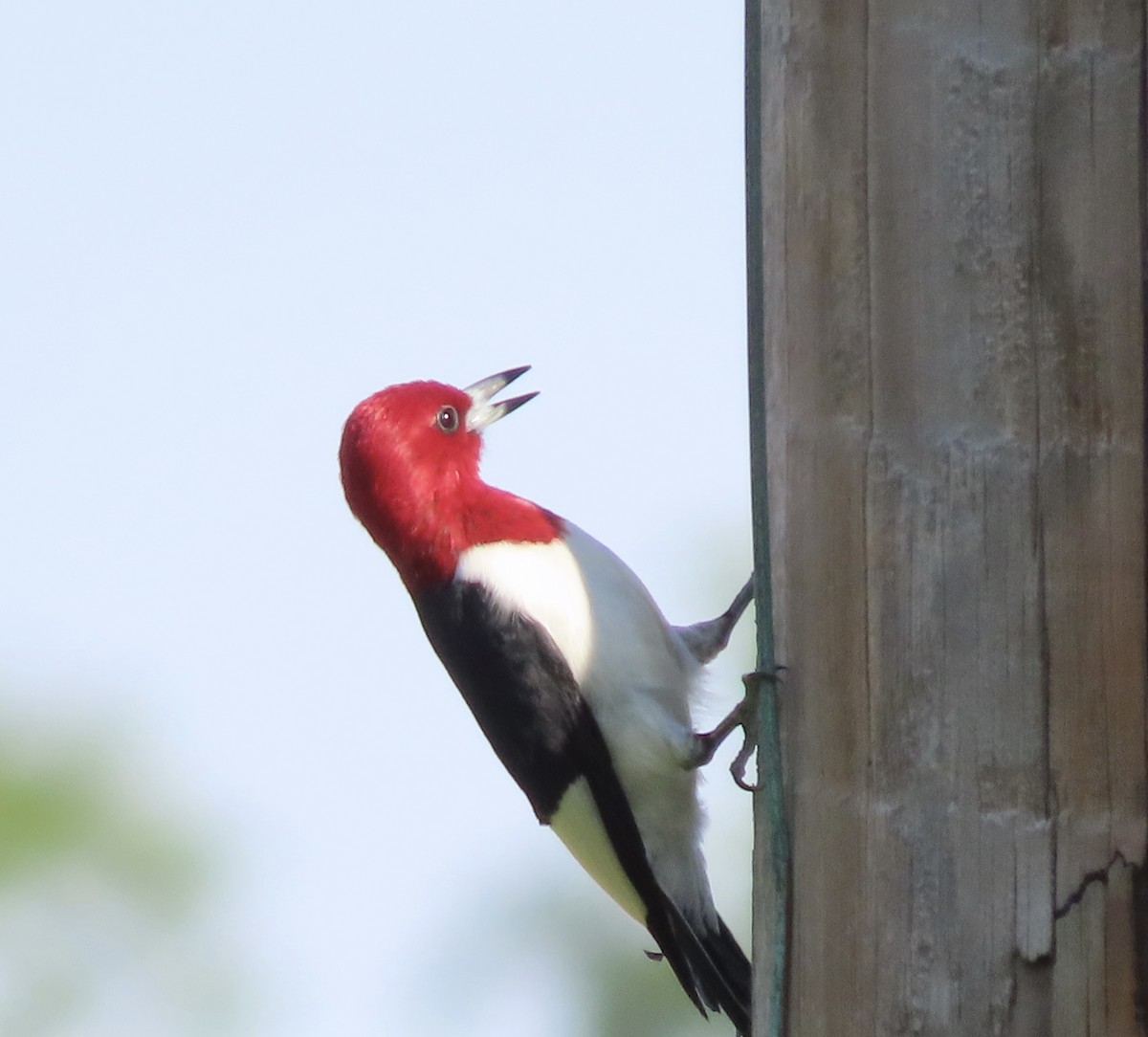 Red-headed Woodpecker - ML619201298