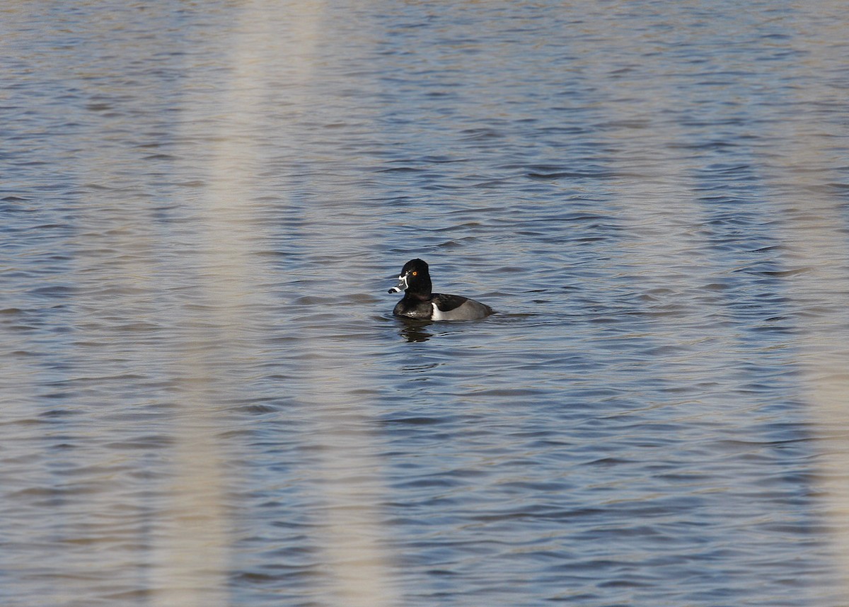 Ring-necked Duck - ML619201328