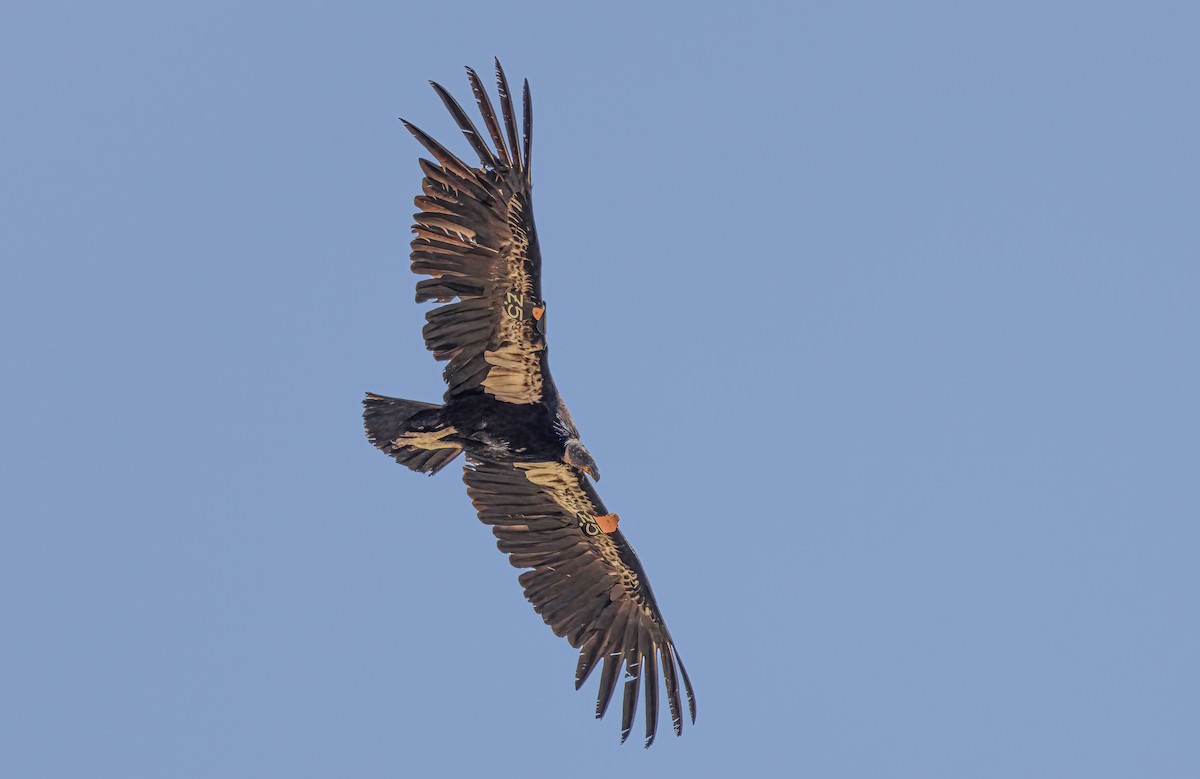 Condor de Californie - ML619201344