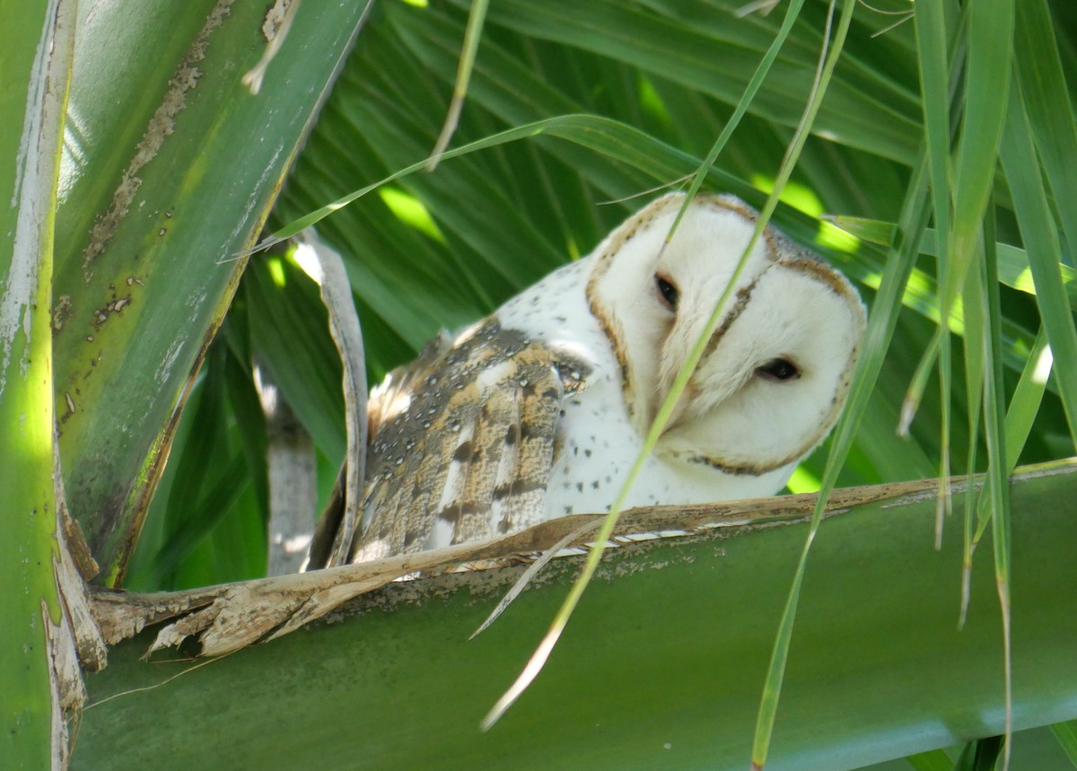 Barn Owl - ML619201347