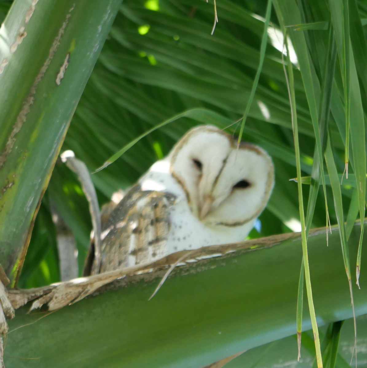 Barn Owl - ML619201350
