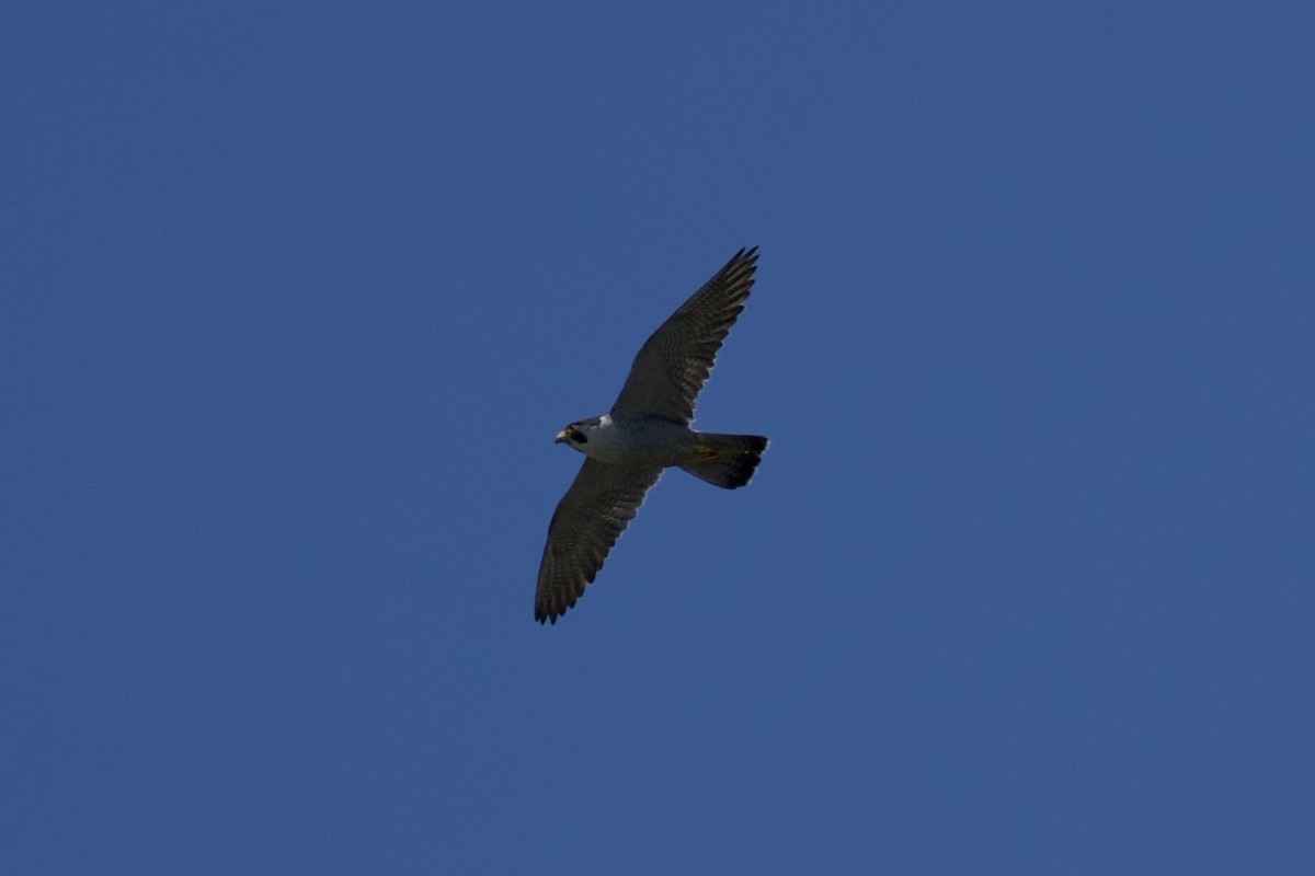 Peregrine Falcon - ML619201358