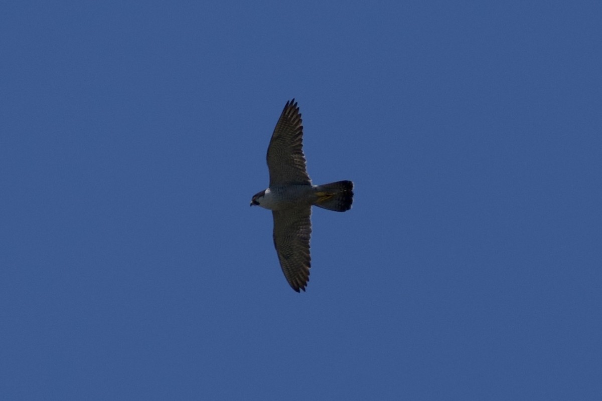 Peregrine Falcon - ML619201361