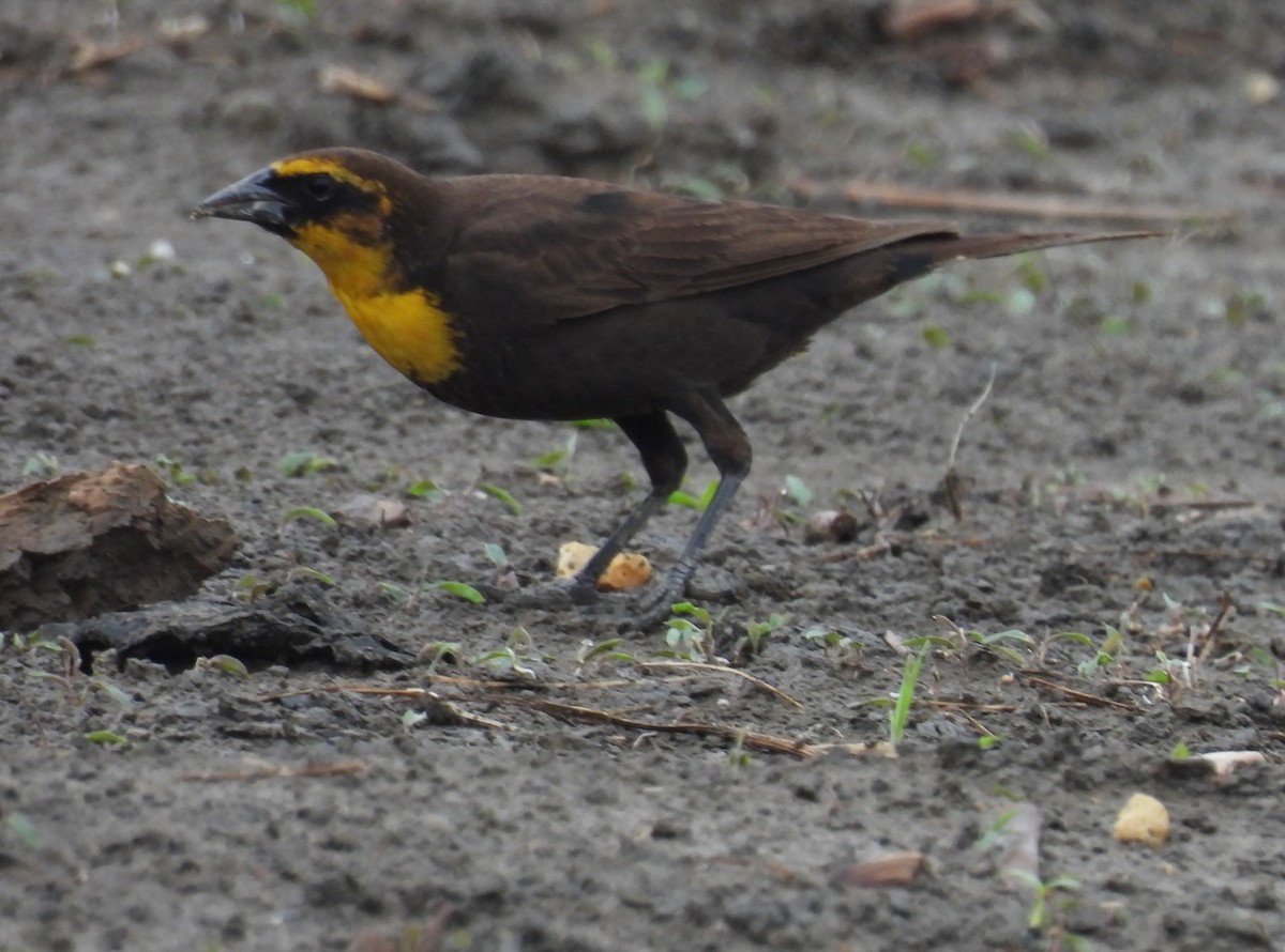 Yellow-headed Blackbird - ML619201365