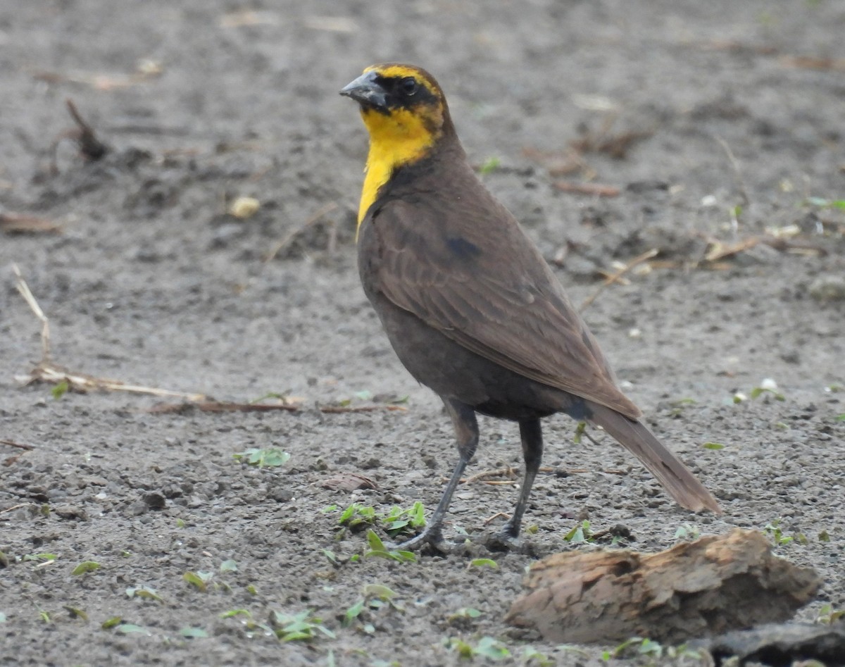 Yellow-headed Blackbird - ML619201366