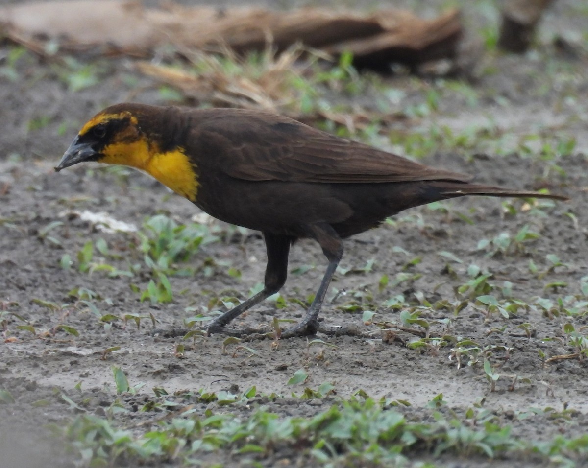 Yellow-headed Blackbird - ML619201367