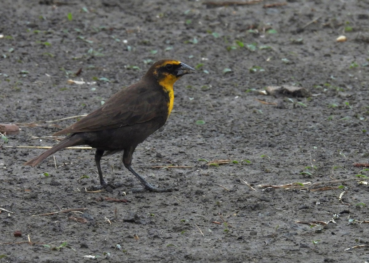 Yellow-headed Blackbird - ML619201368