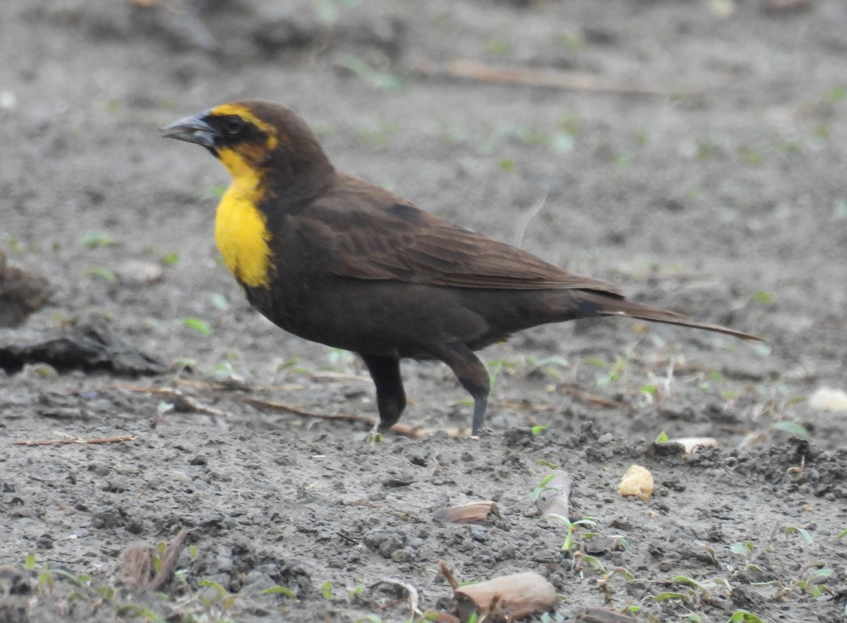 Yellow-headed Blackbird - ML619201369