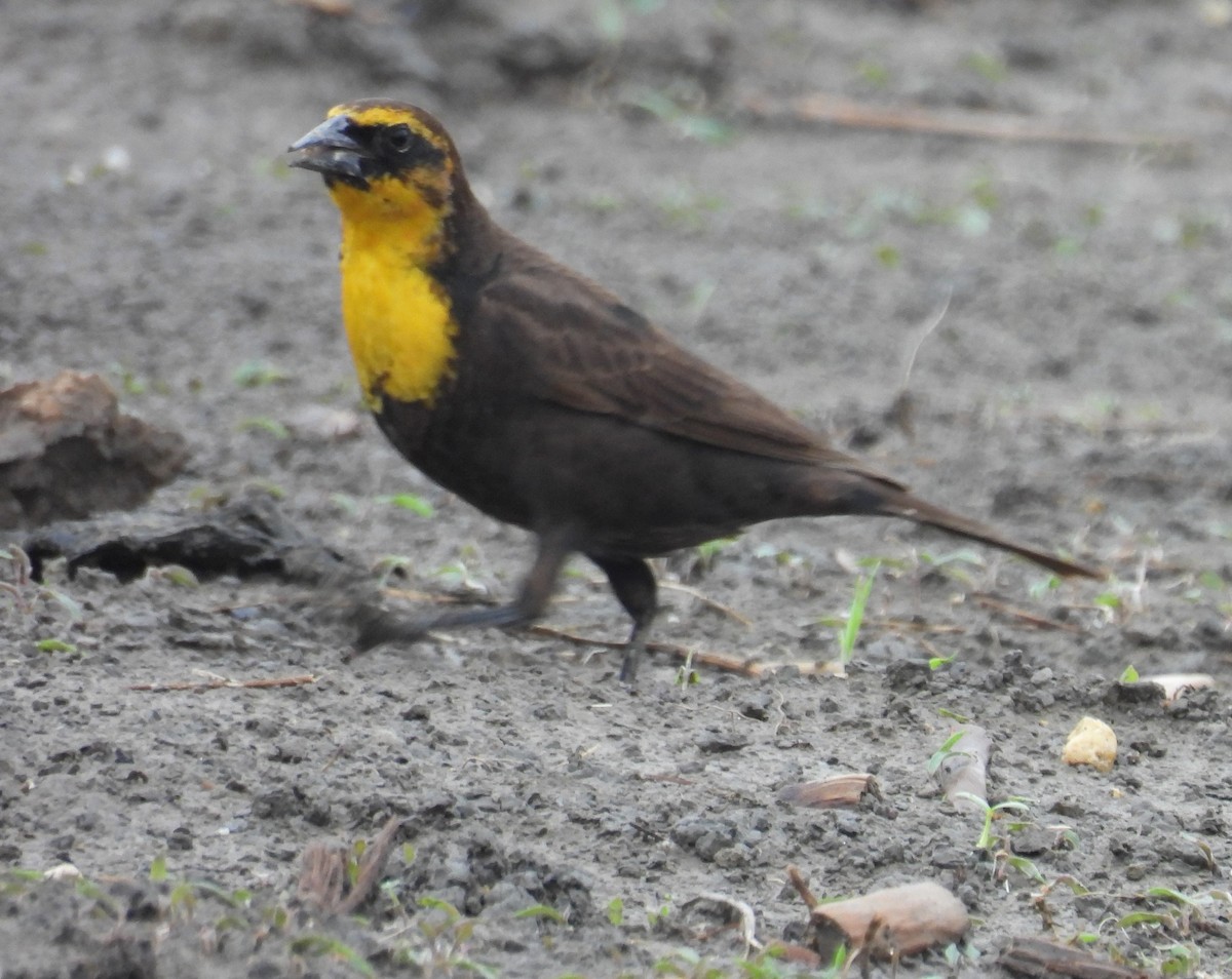 Yellow-headed Blackbird - ML619201370
