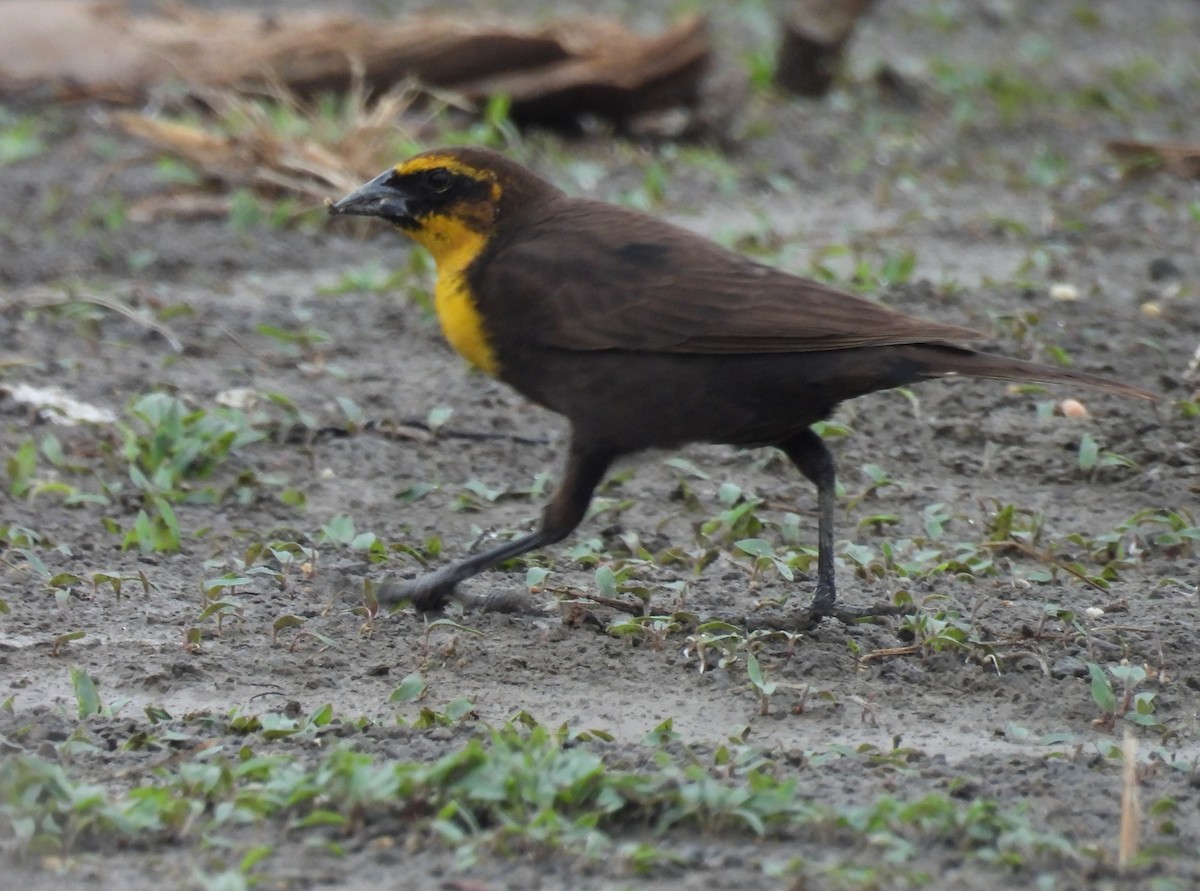 Yellow-headed Blackbird - ML619201371