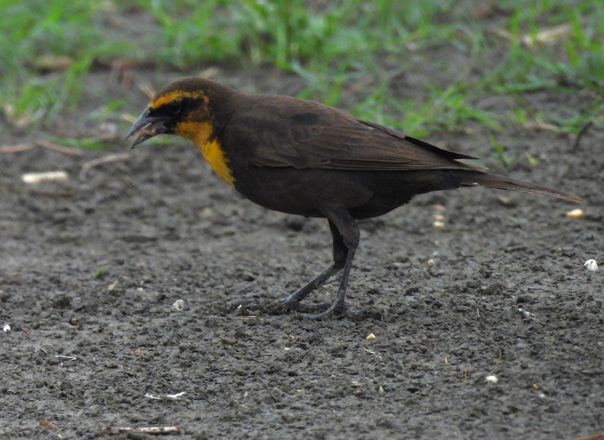 Yellow-headed Blackbird - ML619201374