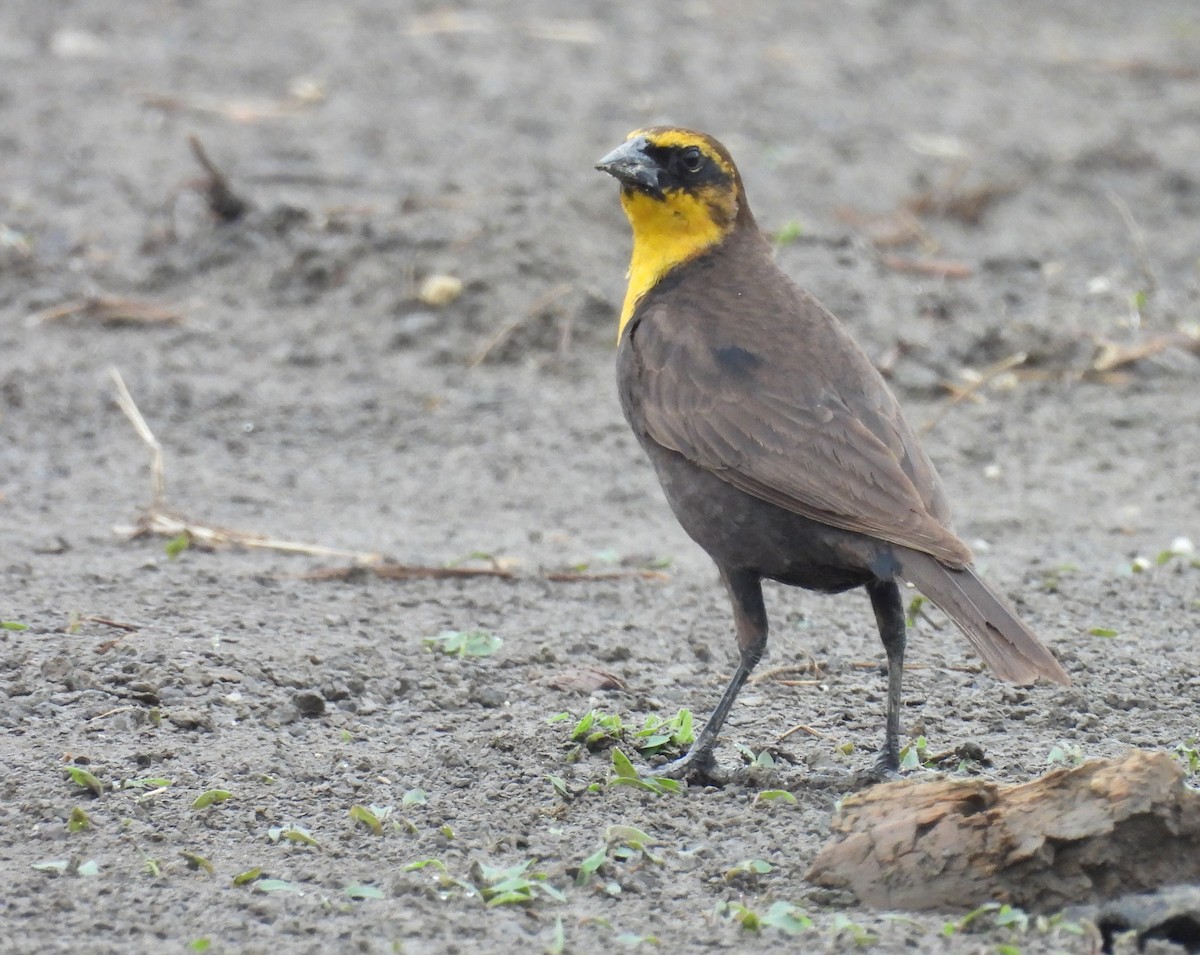 Yellow-headed Blackbird - ML619201375