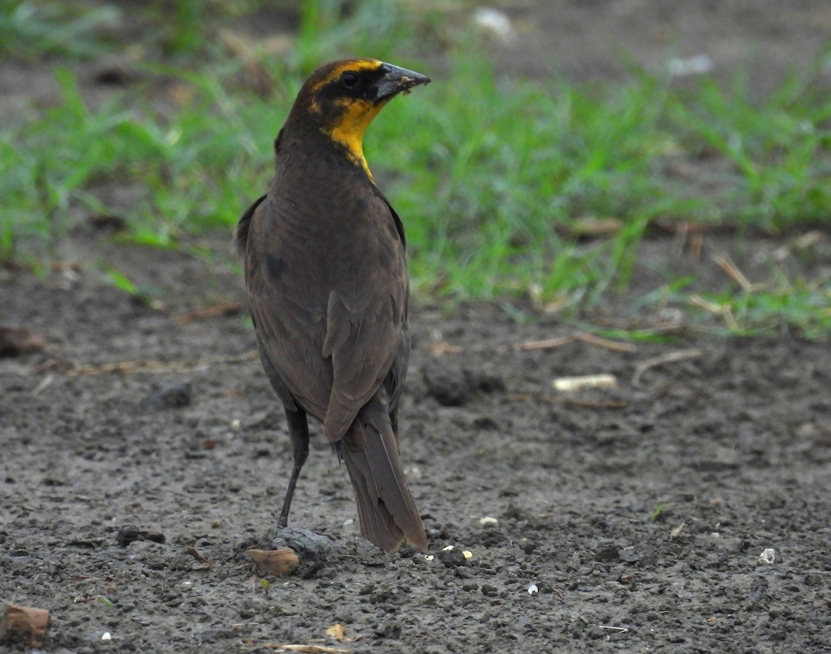 Yellow-headed Blackbird - ML619201376