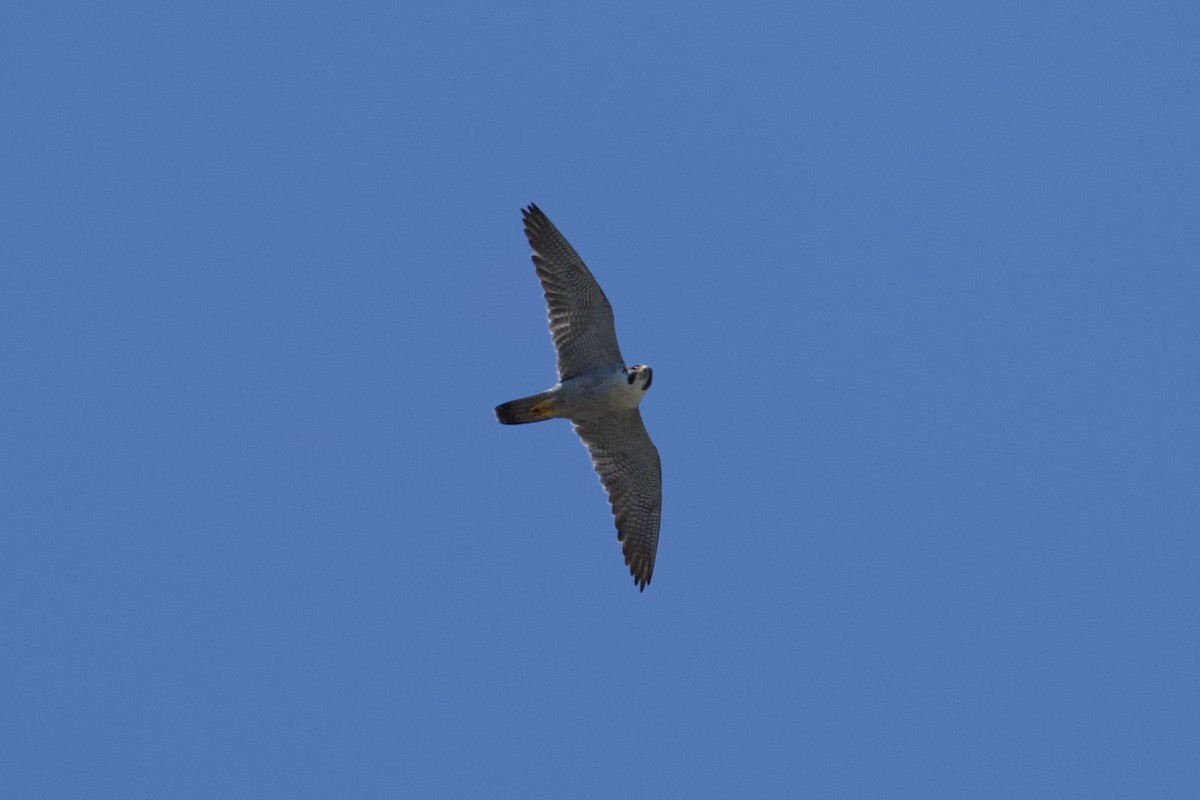 Peregrine Falcon - ML619201391