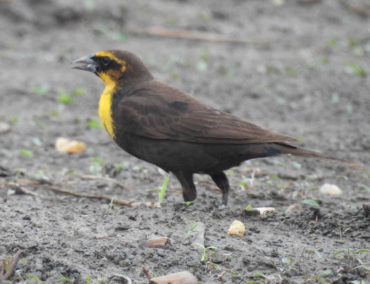Yellow-headed Blackbird - ML619201396