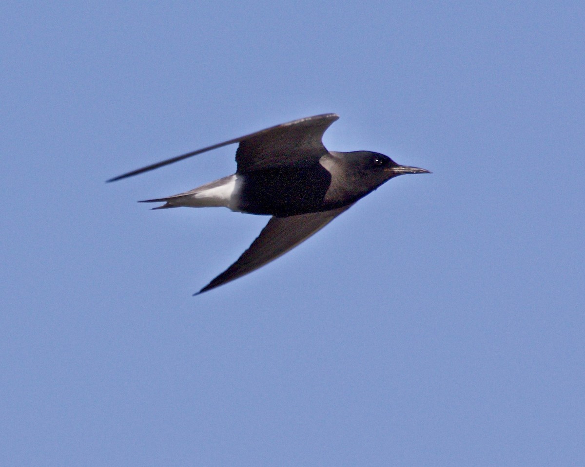 Black Tern - ML619201397
