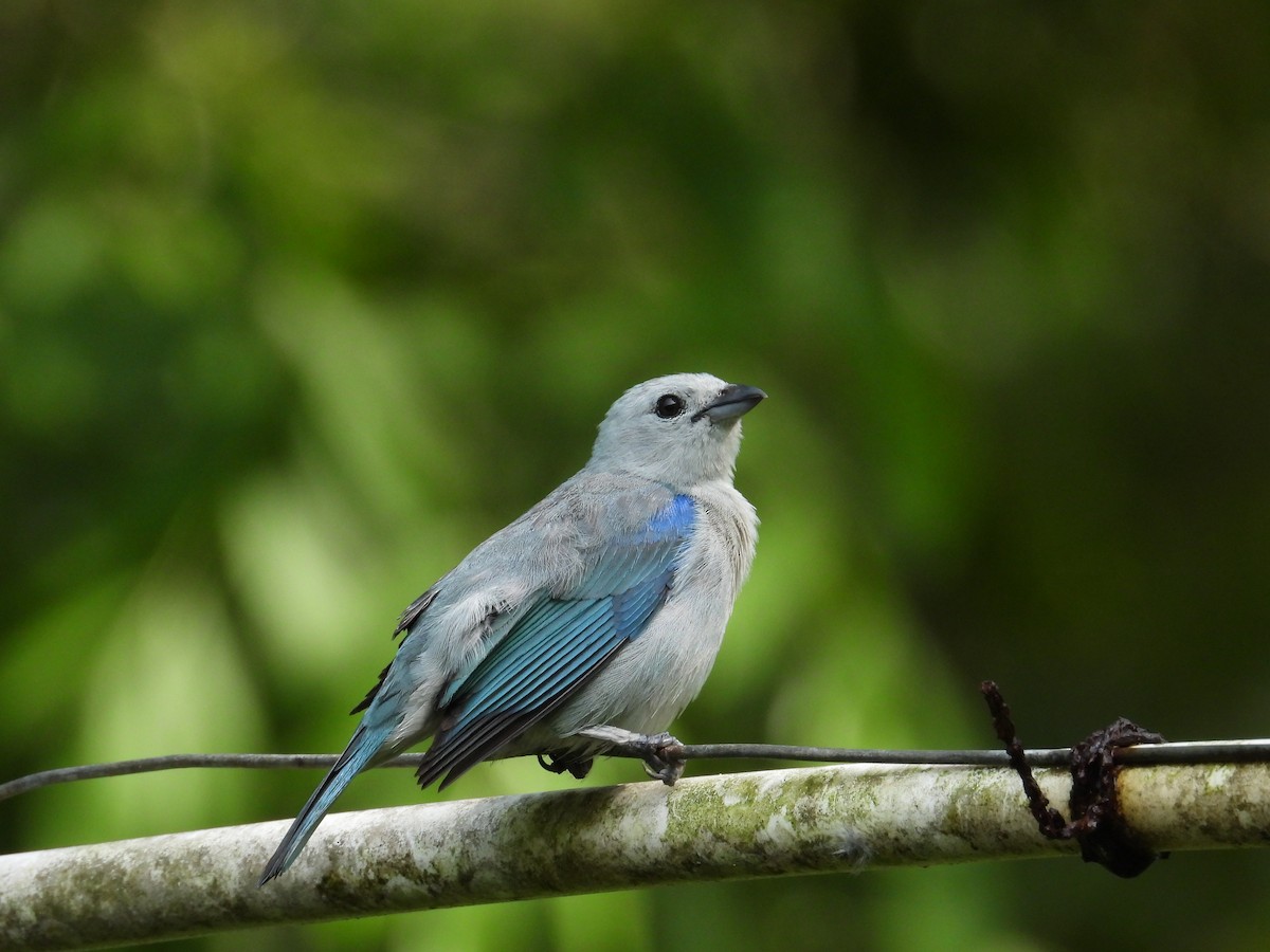 Blue-gray Tanager - ML619201399