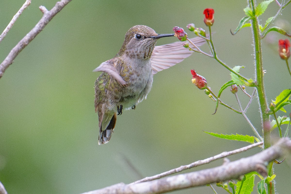 Anna's Hummingbird - ML619201402