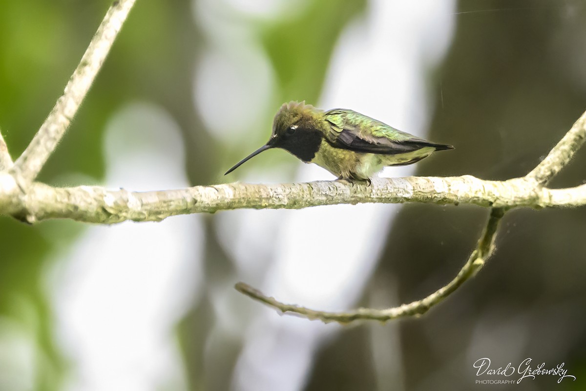Ruby-throated Hummingbird - ML619201420