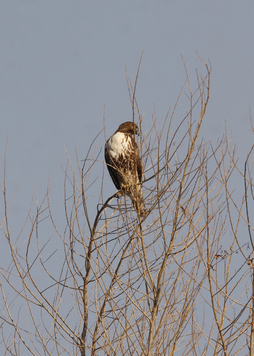 Red-tailed Hawk - ML619201451