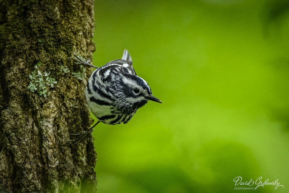 Black-and-white Warbler - ML619201469