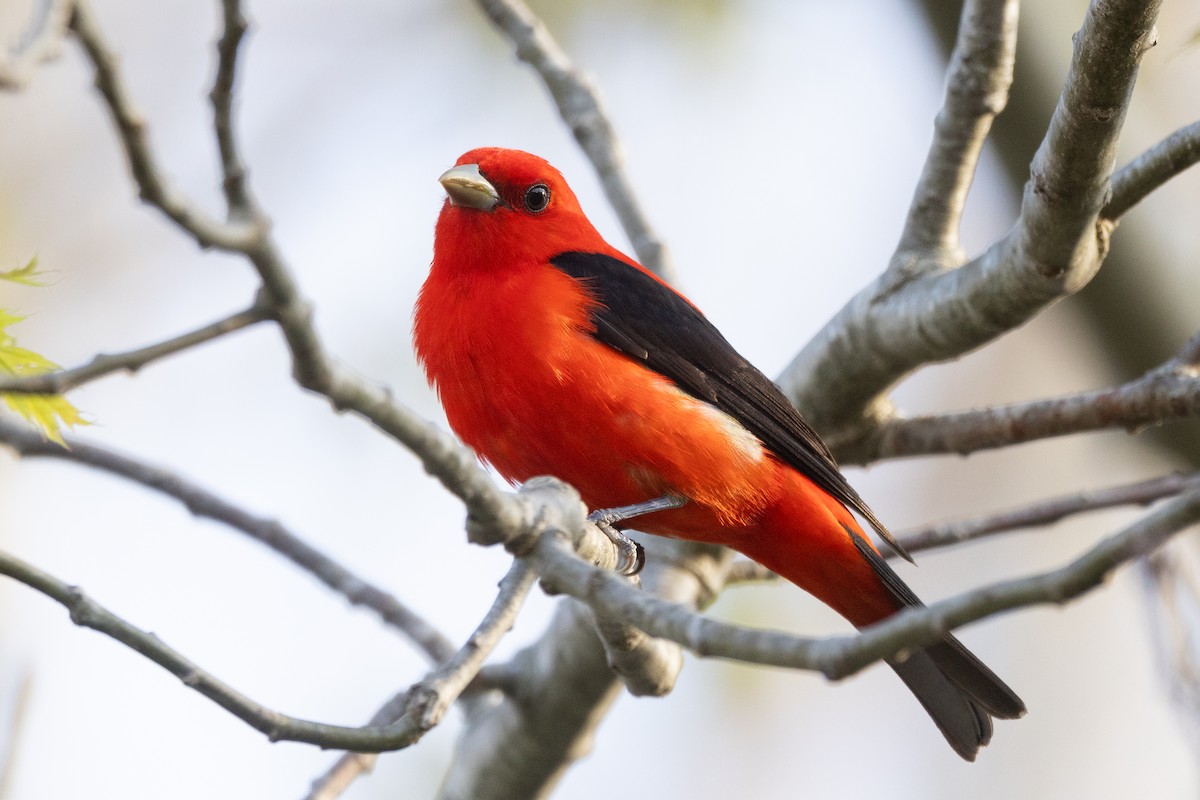Scarlet Tanager - ML619201471
