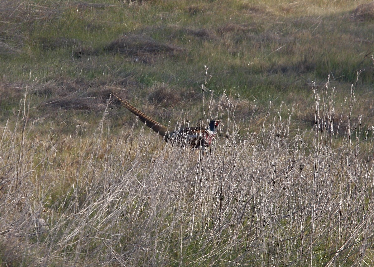 Ring-necked Pheasant - ML619201488