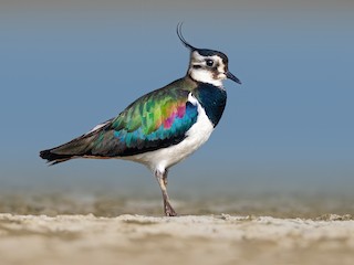  - Northern Lapwing