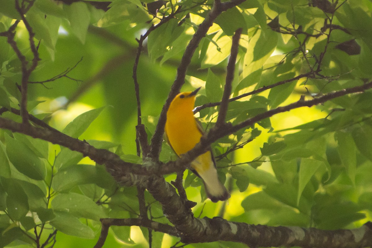 Prothonotary Warbler - ML619201499