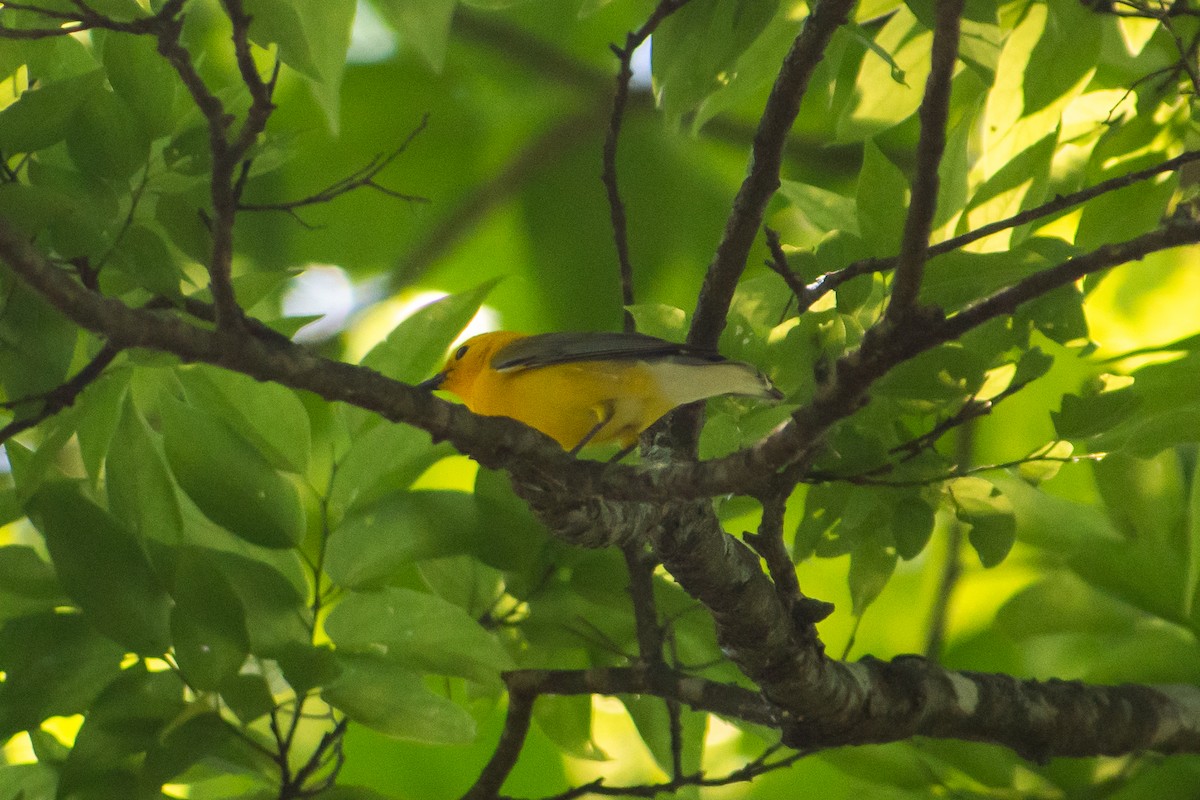 Prothonotary Warbler - ML619201500