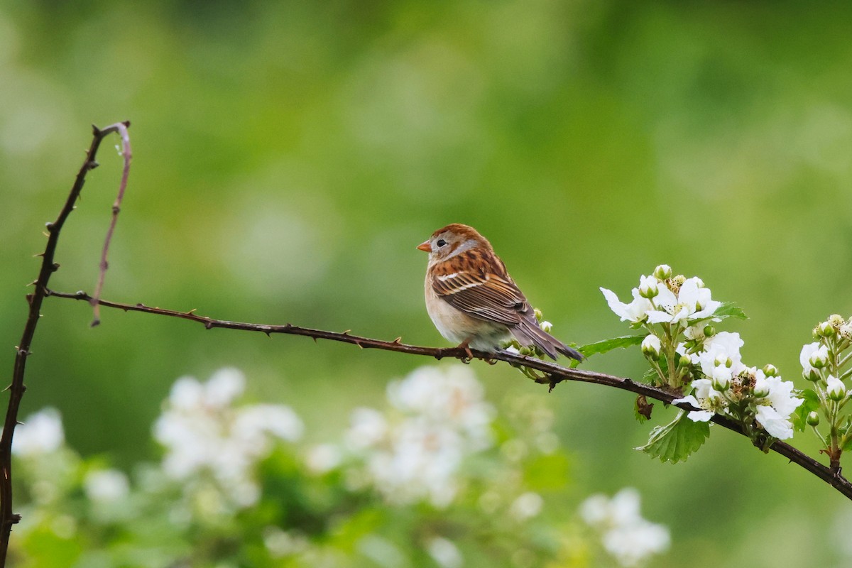 Field Sparrow - ML619201502
