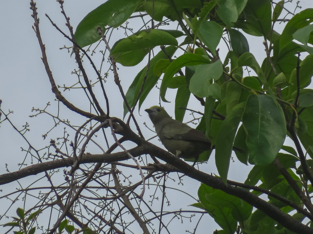 Palm Tanager - ML619201513