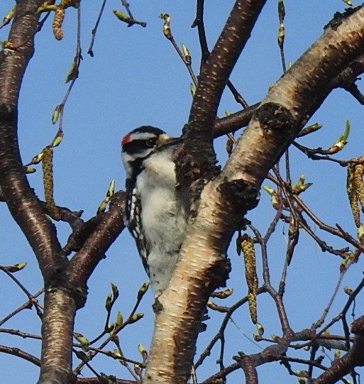 Downy Woodpecker - ML619201547