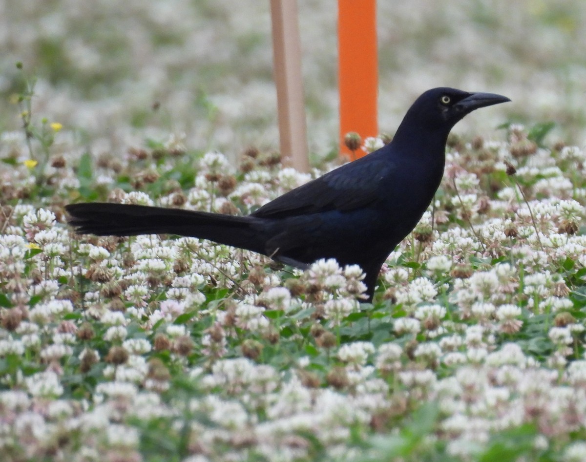 Great-tailed Grackle - ML619201574
