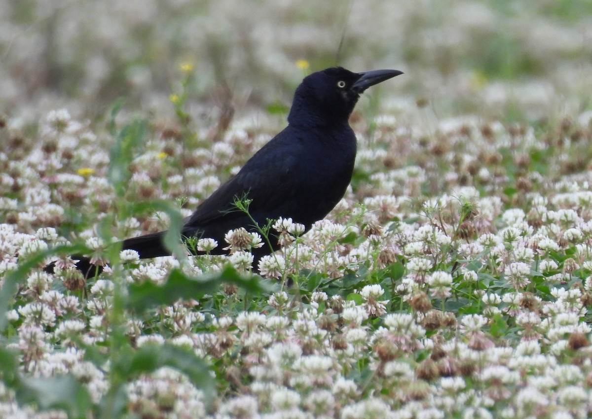 Great-tailed Grackle - ML619201575
