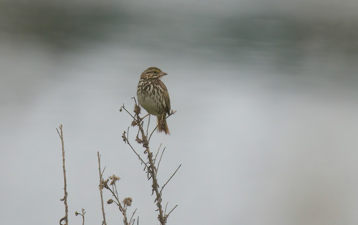 Savannah Sparrow (Belding's) - ML619201616
