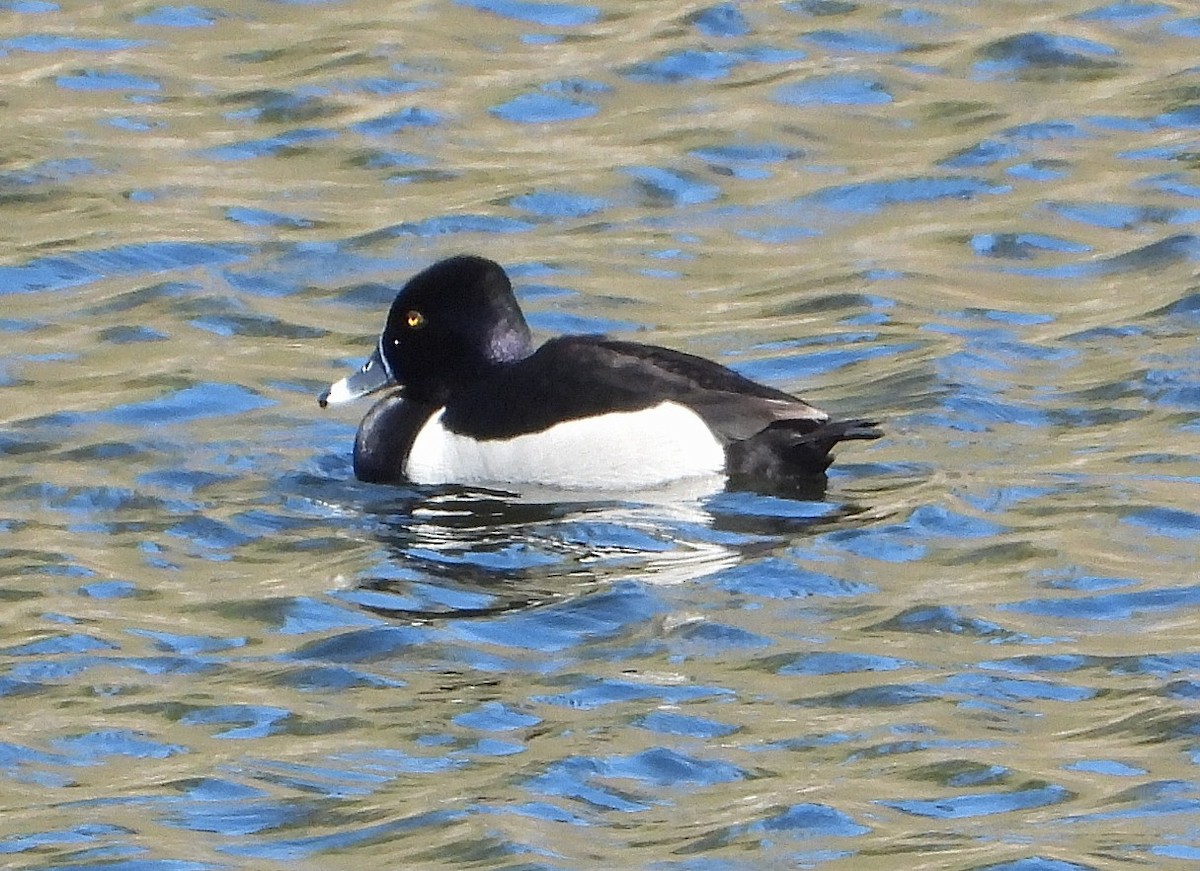 Ring-necked Duck - ML619201618