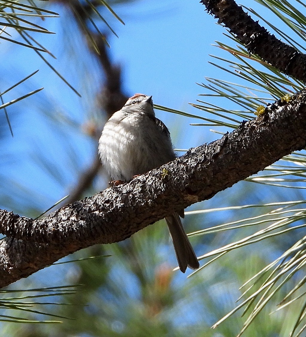 Chipping Sparrow - ML619201705