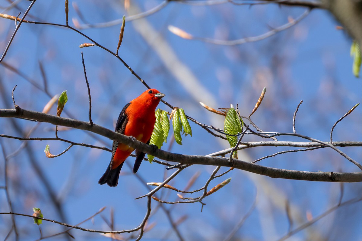 Scarlet Tanager - ML619201709