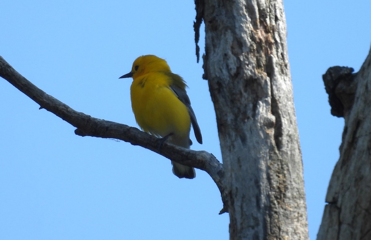 Prothonotary Warbler - ML619201787