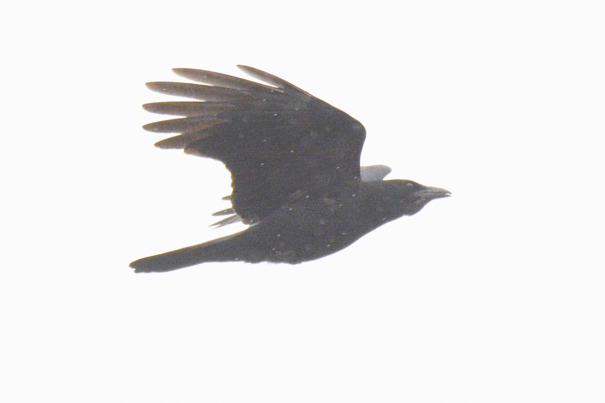 Fish Crow - ML619201841