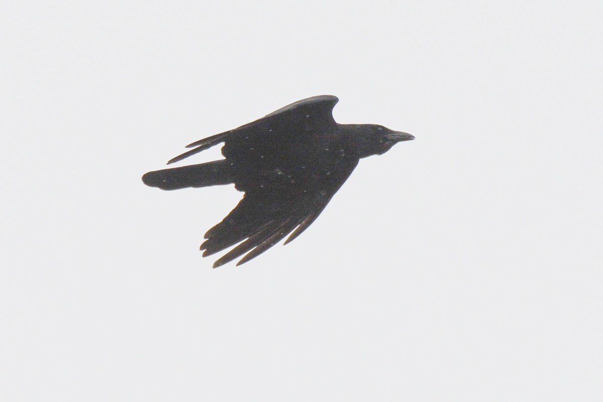 Fish Crow - ML619201842