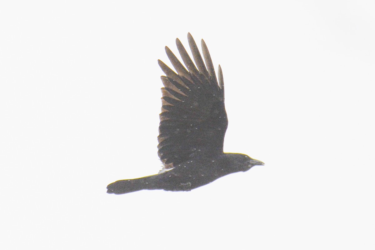 Fish Crow - ML619201844