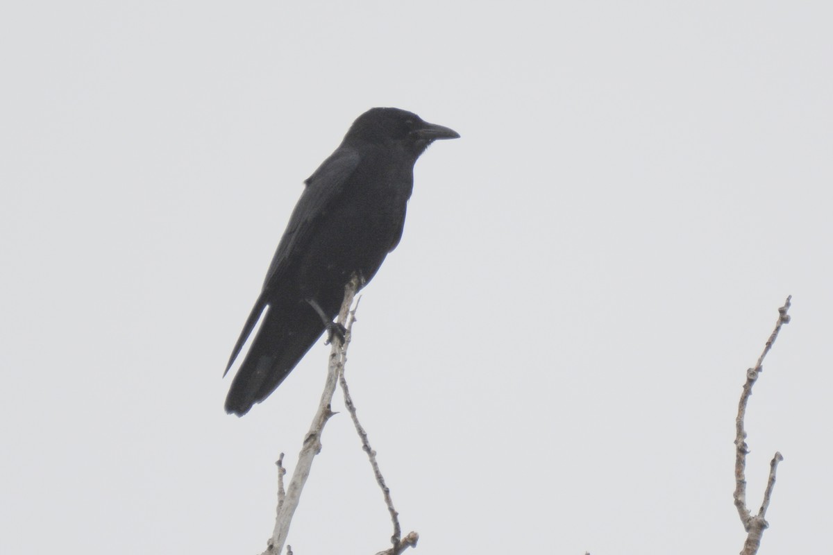 Fish Crow - ML619201845