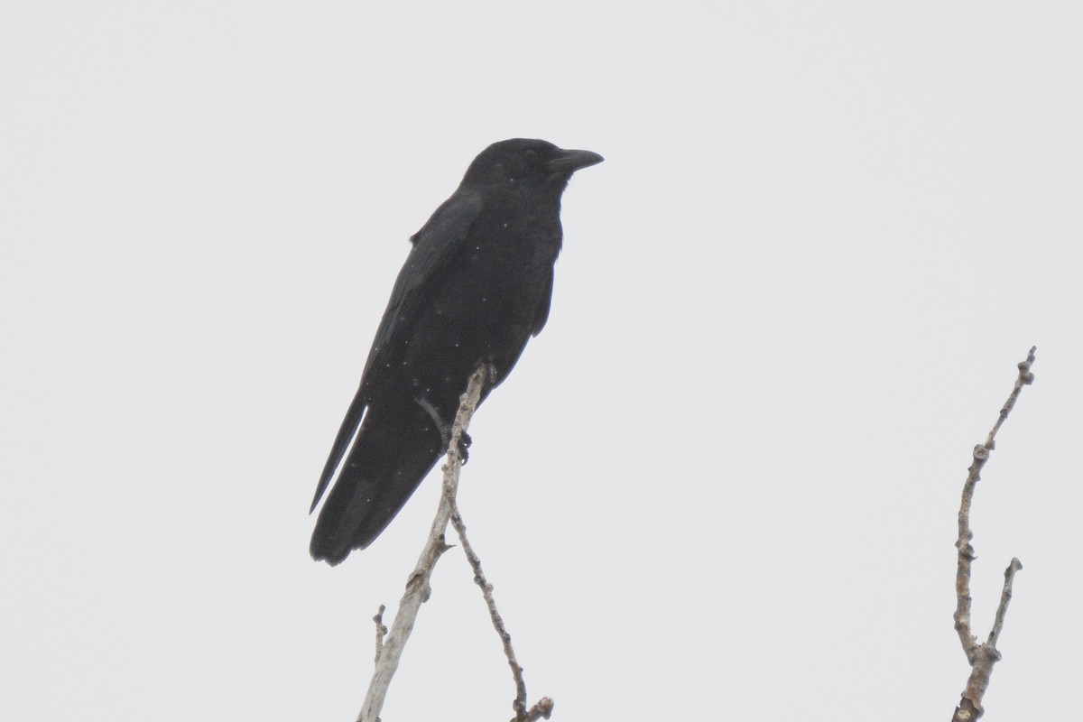 Fish Crow - ML619201846