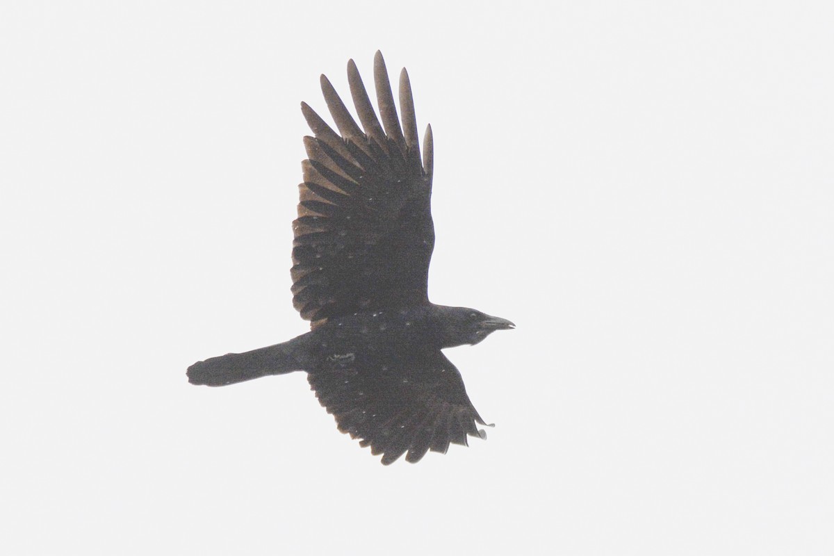 Fish Crow - ML619201848